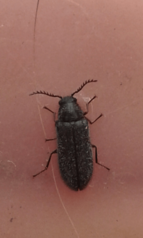 Dasytidae?  S,  Aplocnemus sp.